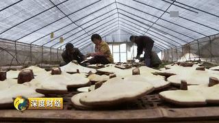 能致富的中药材品种,发家致富的神奇植物