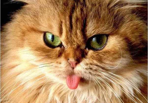 猫冻干应该买什么样的,猫咪冻干假货