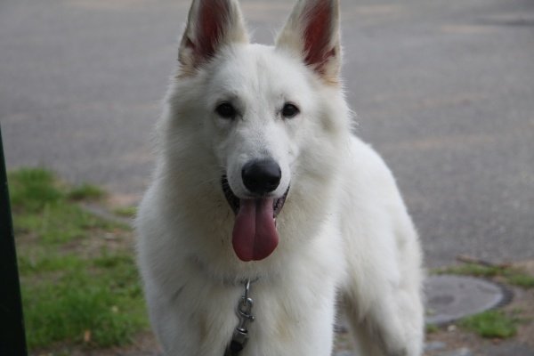 白色牧羊犬好养吗,白色德国牧羊犬是什么品种