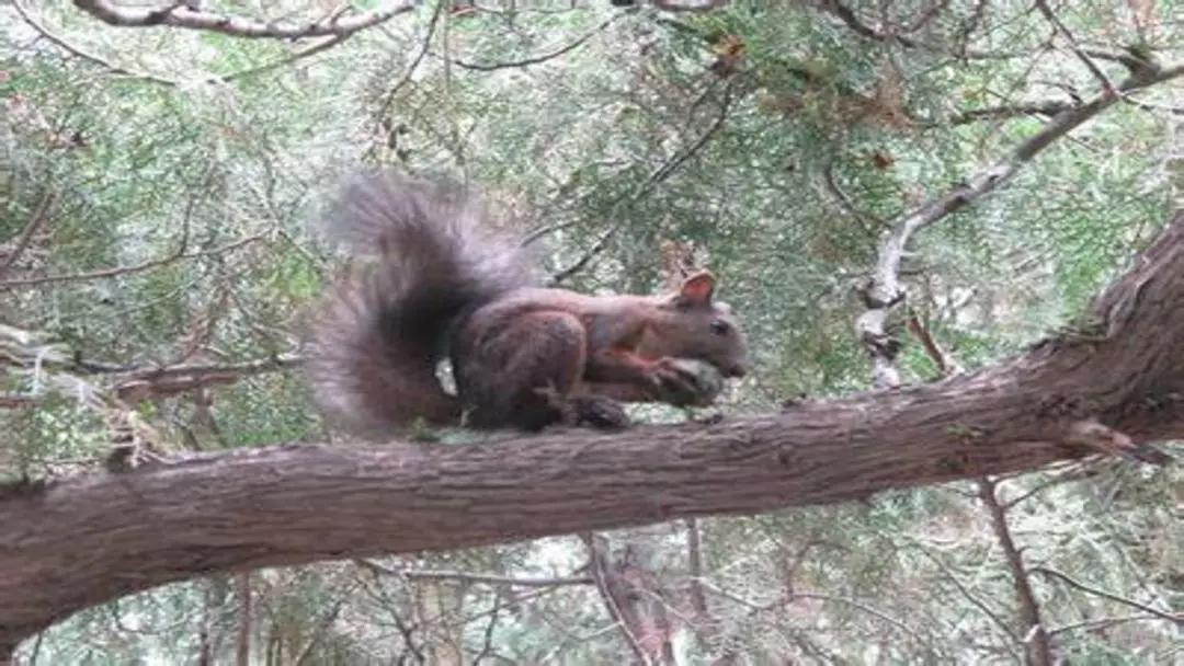 五年级语文第17课松鼠讲解,五年级上册第17课松鼠教材详解