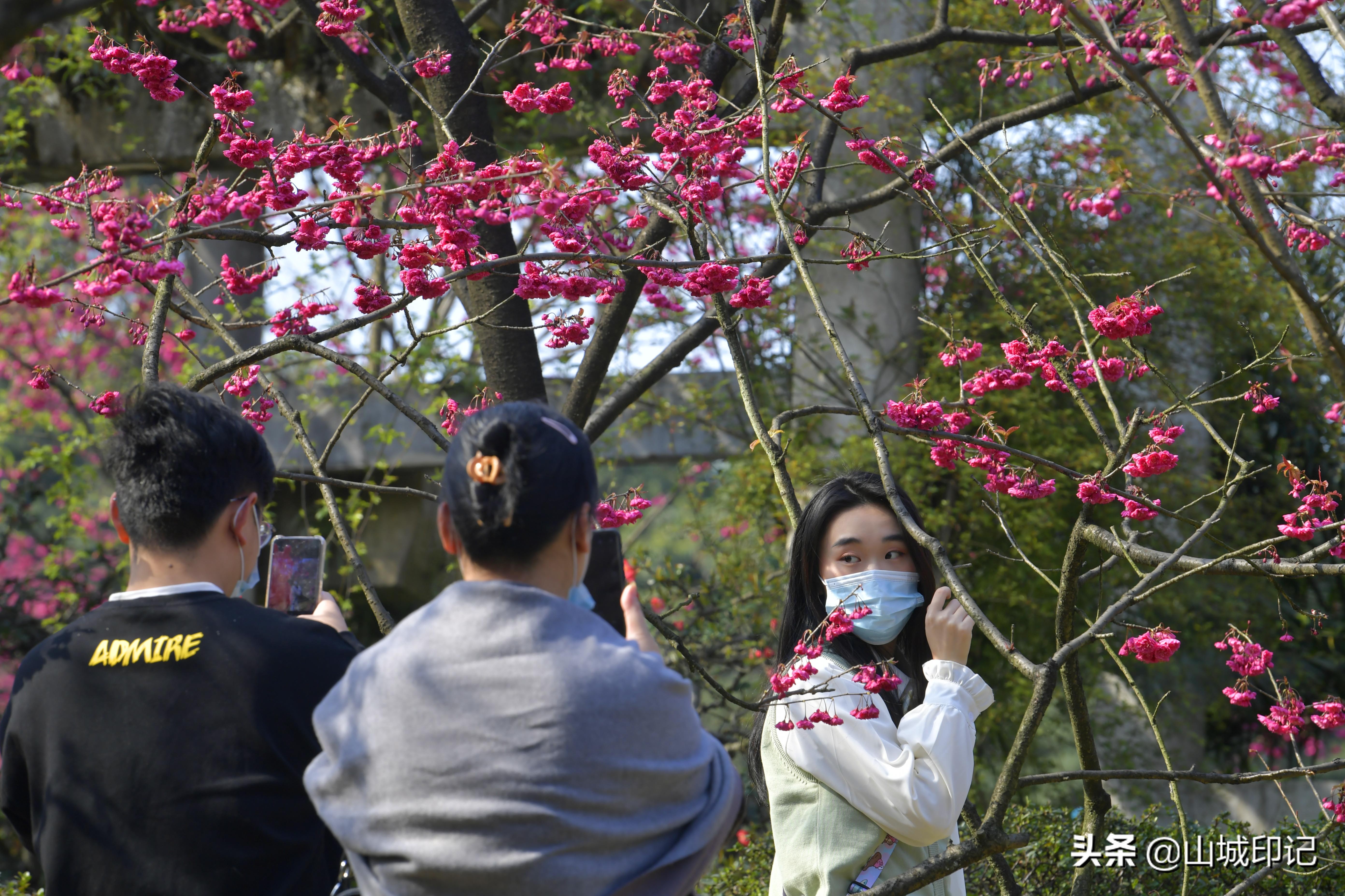 穿日本和服很美很好看,日系和服与樱花拍照姿势