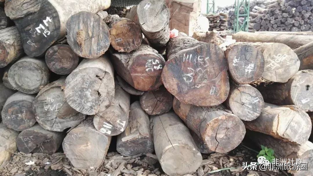 想做非洲木材市场，你得先认识它们