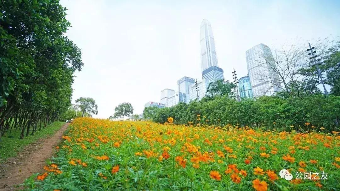 深圳5月哪里有花海看,深圳五一哪里可以看花海