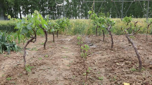 为什么自家种的葡萄不容易一起熟,为什么葡萄园拿回来种长得不一样