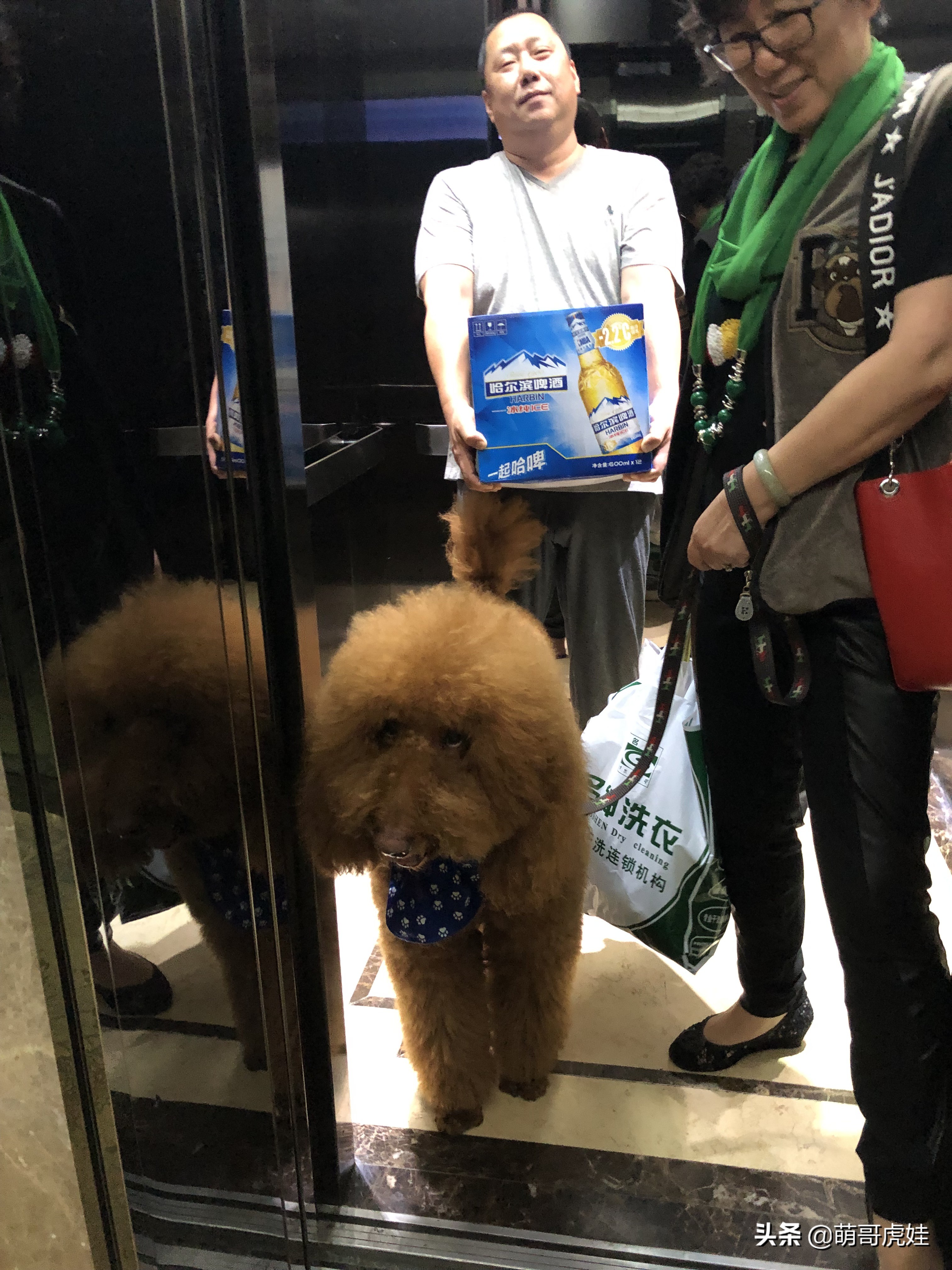 过年不忍心把宠物丢在家，霸气主人带着4只猫狗龟一起出门住酒店