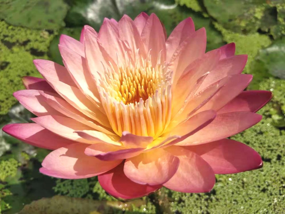 莲花有仙气吗,莲花有怎么样的品格