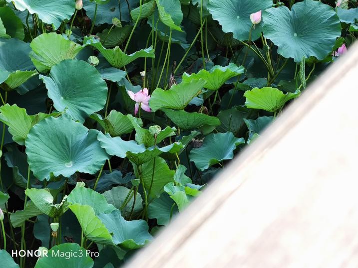 荣耀magic3pro王者荣耀画质,荣耀magic3pro用户真实评测