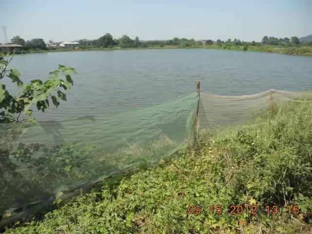 湖南最好的锦鲤养殖基地,湘潭锦鲤养殖