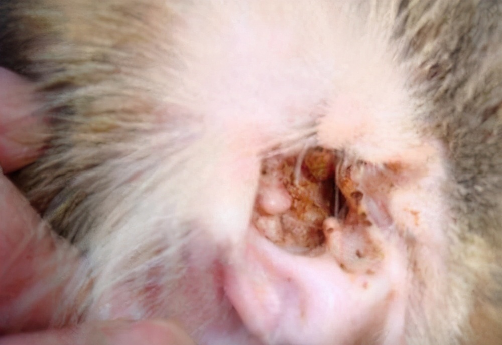 猫咪耳螨怎么治疗才能彻底好,猫咪耳螨反复治不好怎么办