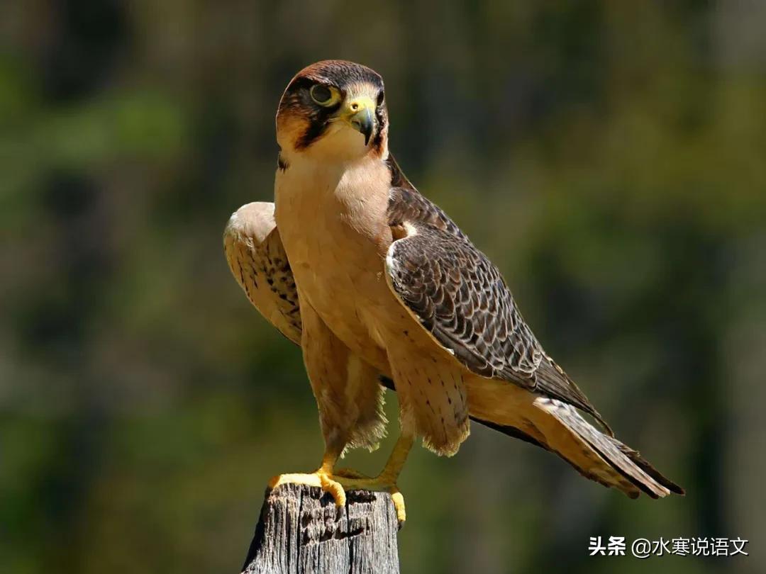 鸟字和乌字有什么区别,乌字与鸟字有什么区别