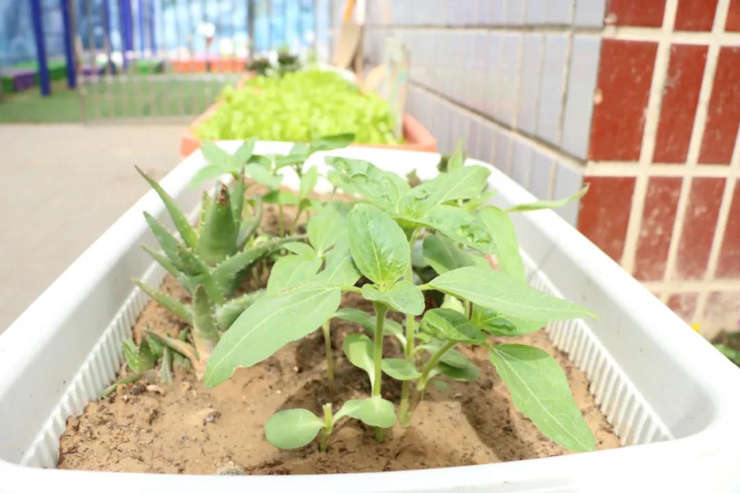 郑州郑上路小学,郑州市中原区郑上路小学