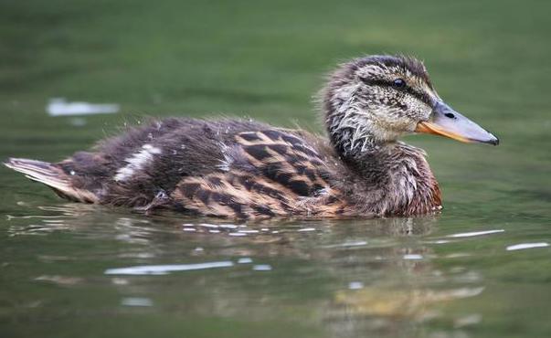家里鸭子毛囊里的毛根怎么去除,鸭子毛难拔怎样才能拔干净