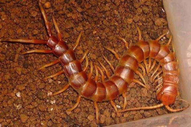 中国十大最毒蜈蚣排名,毒蜈蚣十大排行榜