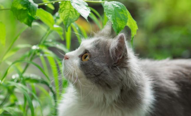 猫咪走丢让流浪猫找回,家养猫咪走丢了还能存活吗