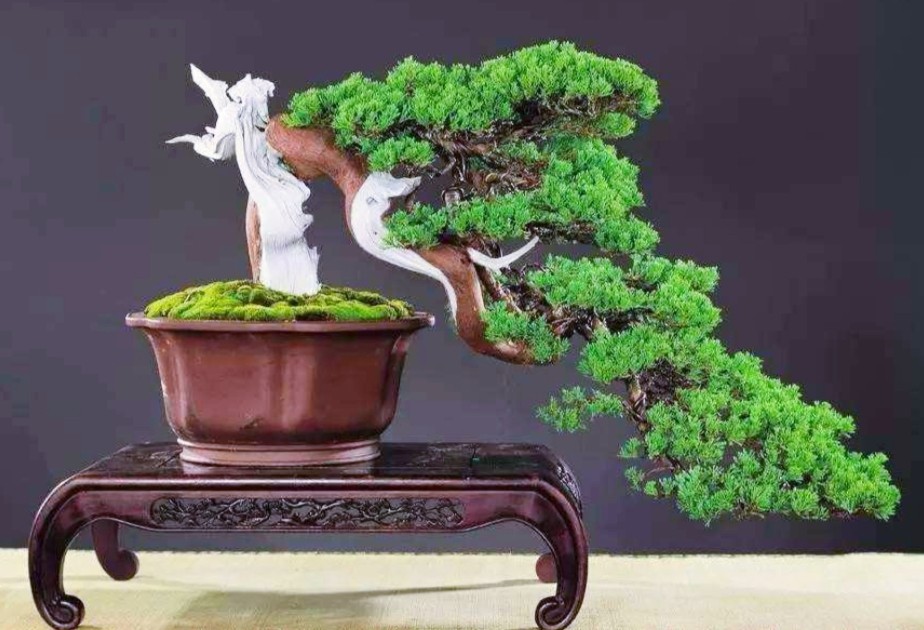 柏树舍利干涂石硫合剂多久涂一次,柏树盆景剥舍利干方法