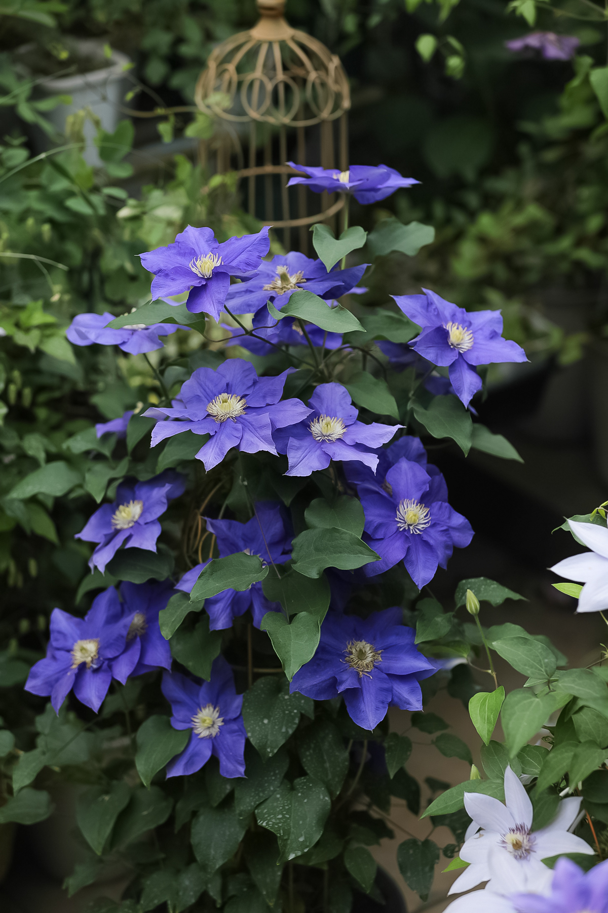 一棵就能爬满墙？这波操作服了