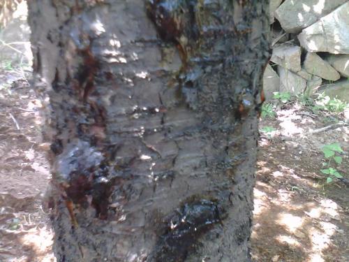 樱桃流胶病防治方法,樱桃树流胶病已经死了怎么办