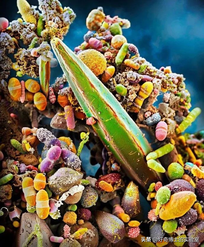 深海里有哪些鲜为人知的神秘生物,深海浮游生物图片