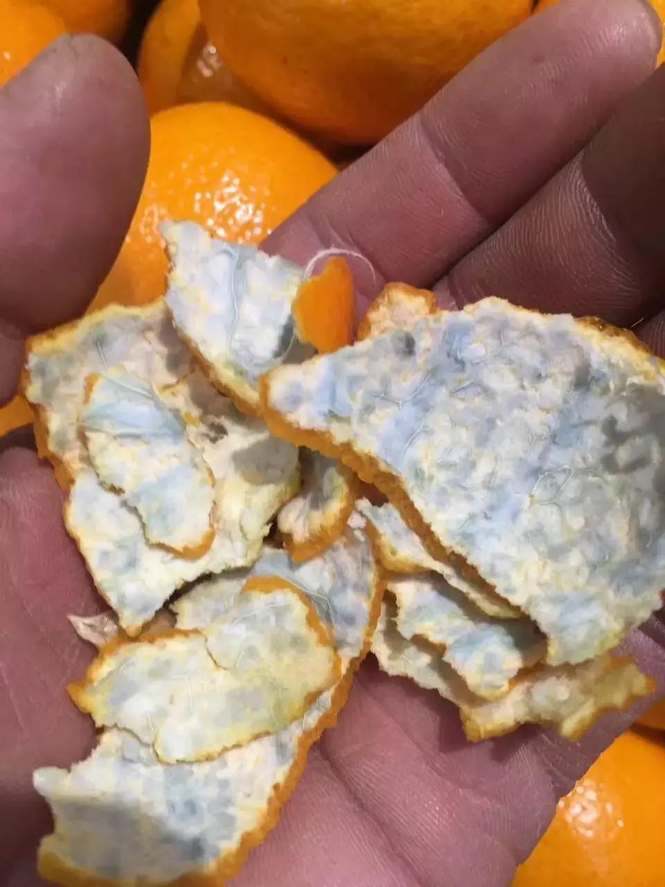 柑橘知识,柑橘常识