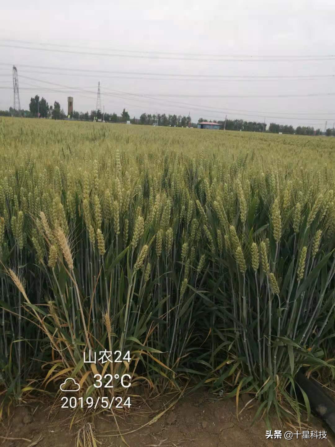 赠送种子助农增收活动,免费送麦种的好处