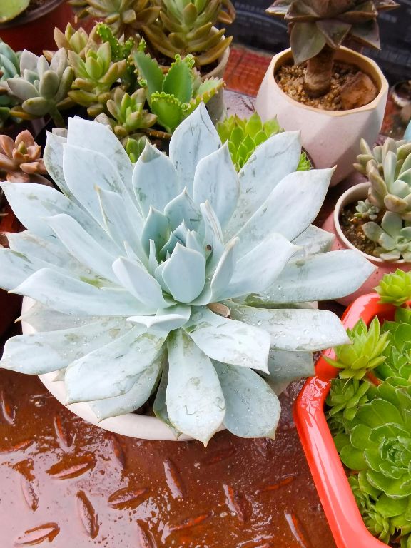 容易度夏的多肉品种图片,容易度夏的多肉植物有哪些