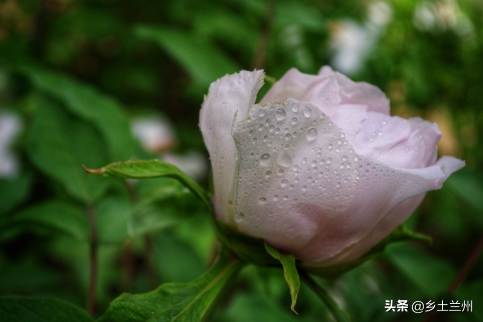 芍药花开的季节等你欣赏,芍药花开如诗如画