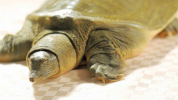 甲鱼做得香不香，关键是在宰杀的步骤上，学会了宰杀怎么做都香