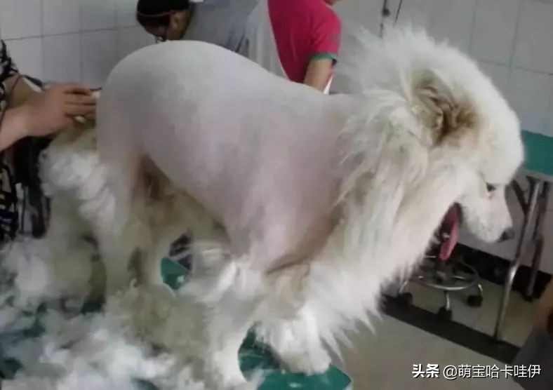 刚买回来的萨摩怎么养,养萨摩的10大禁忌