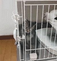 新手养猫注意事项养猫人经验总结,养猫人必备的小妙招快收藏起来吧