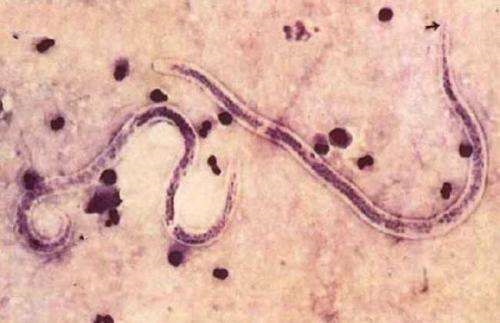 泰迪幼犬拉完便便蹭地板,幼犬泰迪便便是软还是硬