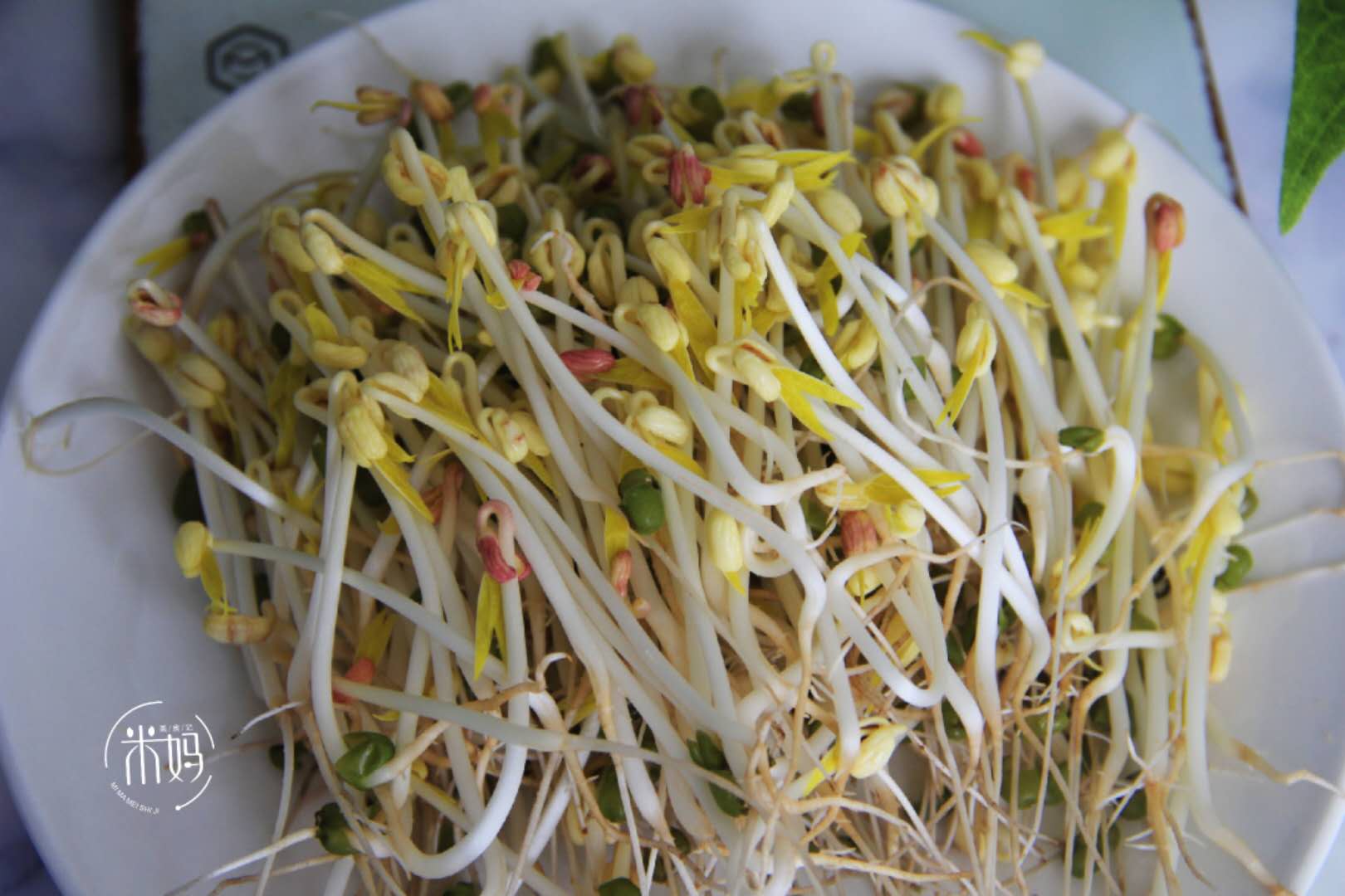 才知道生黄豆芽还能这么简单,发豆芽过程及观察记录