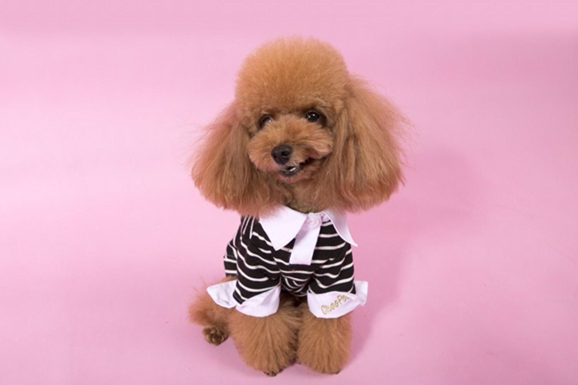 泰迪怎样纠正幼犬咬主人手,泰迪犬总是咬裤脚怎么办