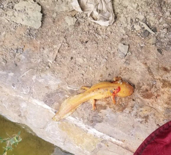 男子钓鱼时发现一条野生娃娃鱼,男子河边钓到娃娃鱼