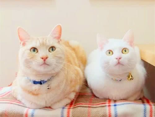 <html>
<head><title>502BadGateway</title></head>
<body>
<center><h1>502BadGateway</h1></center>
<hr><center>nginx</center>
</body>
</html>
<!--apaddingtodisableMSIEandChromefriendlyerrorpage-->
<!--apaddingtodisableMSIEandChromefriendlyerrorpage-->
<!--apaddingtodisableMSIEandChromefriendlyerrorpage-->
<!--apaddingtodisableMSIEandChromefriendlyerrorpage-->
<!--apaddingtodisableMSIEandChromefriendlyerrorpage-->
<!--apaddingtodisableMSIEandChromefriendlyerrorpage-->
