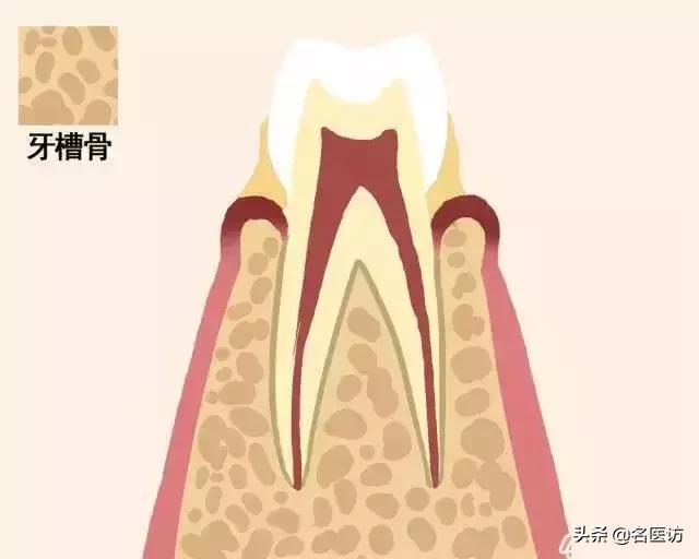 牙齿松动如何固齿,牙齿为什么会松动