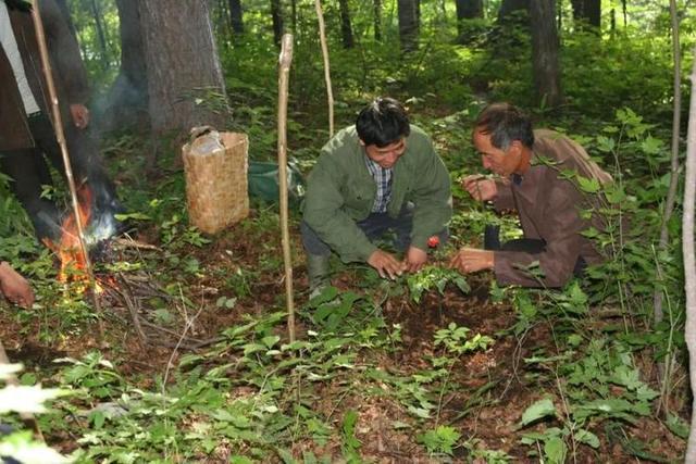 长白山挖人参真的会跑吗,长白山挖参人视频