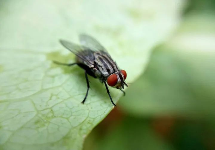 6大“杀不死”的生物,身体坏了可再生,脑袋没了还能跑?