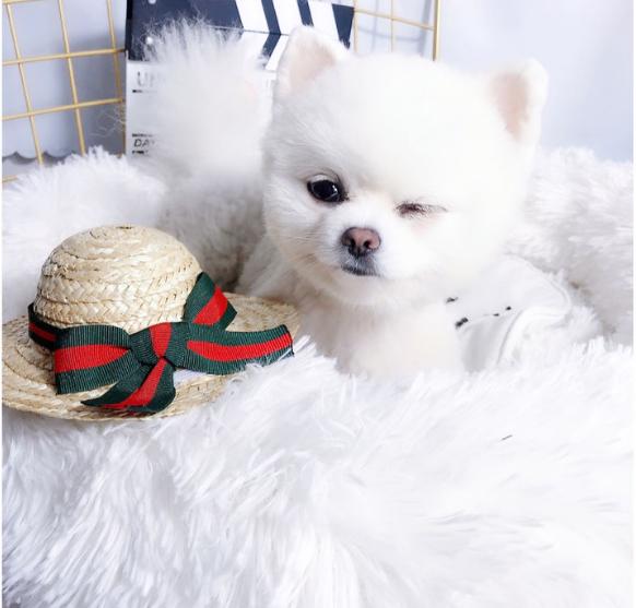 博美眼睛发炎？别担心，这个方法教会你