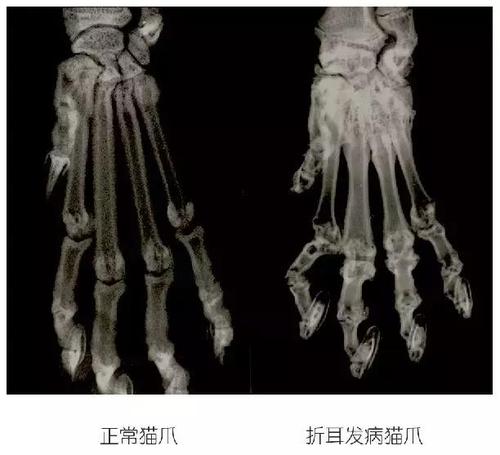 猫咪品种大全及图片与介绍,白色带渐黄短毛猫咪品种大全