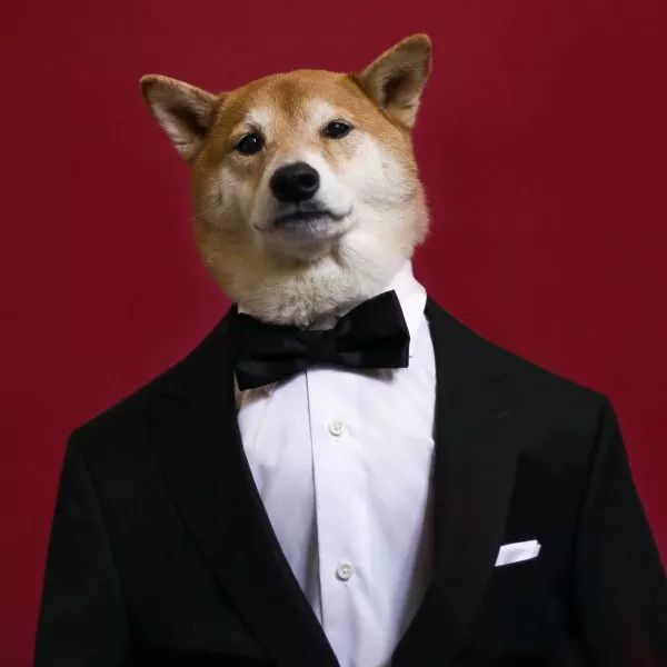 帅到各种时尚大牌求合作,它居然是条狗……你们信吗?