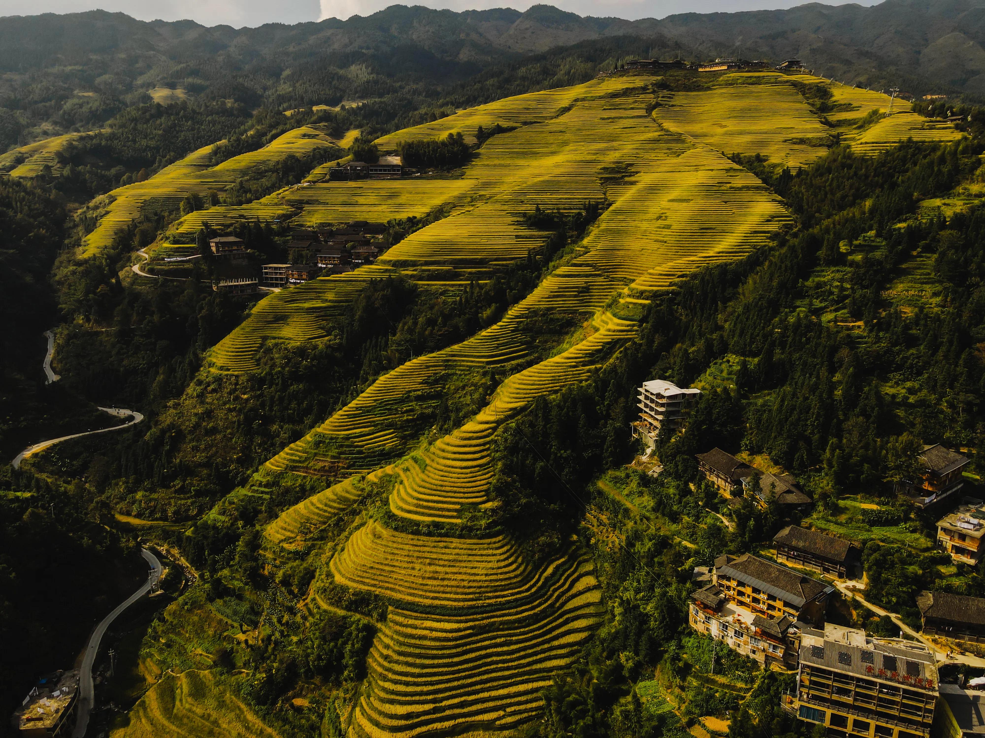 龙胜龙脊梯田香米,龙胜龙脊梯田分红