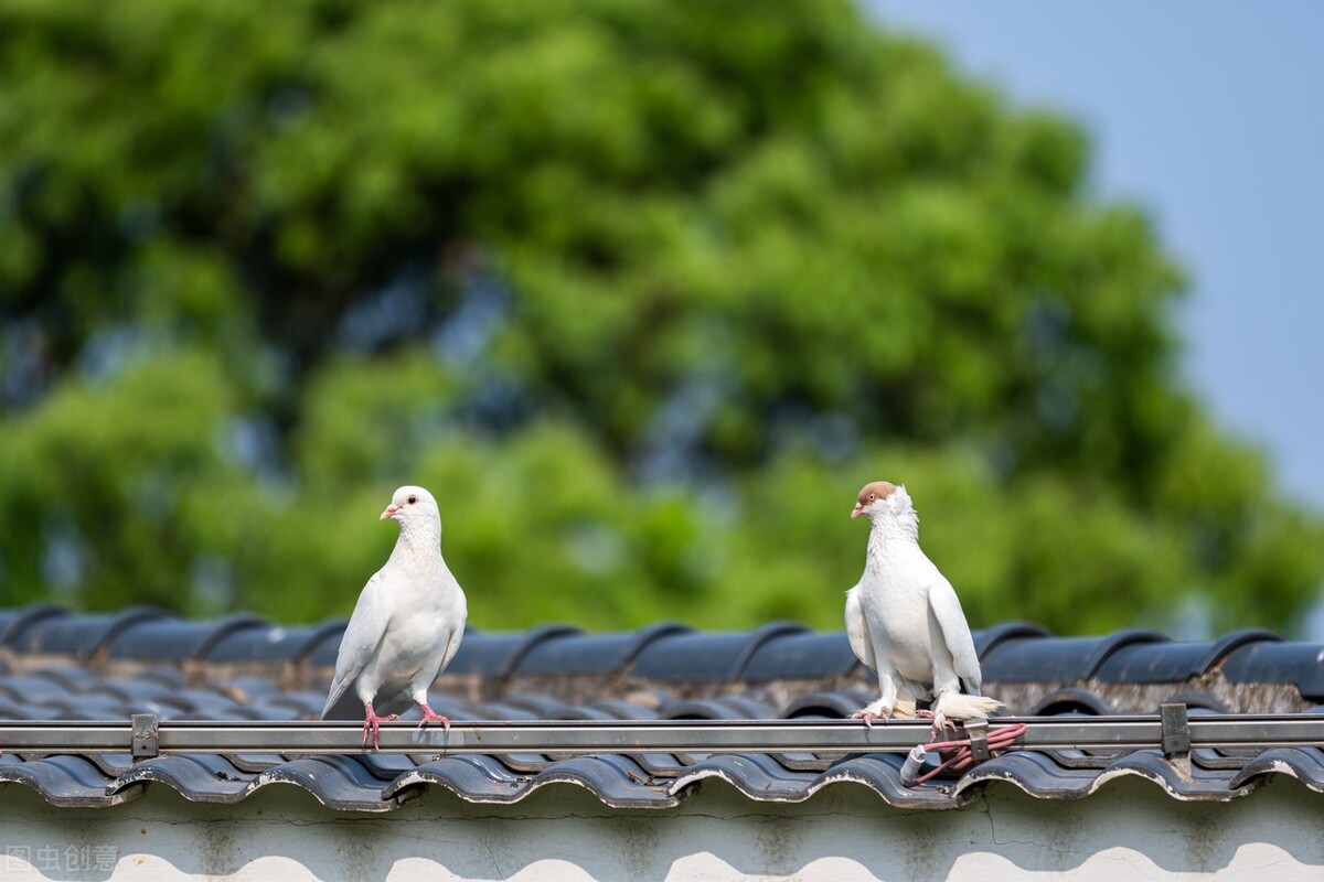 鸽子补钙什么钙好用,鸽子补钙可以用钙粉吗