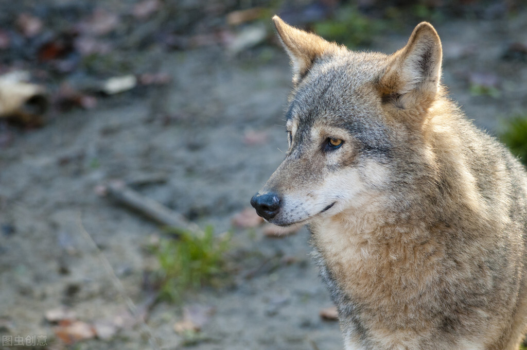 白山林海奇案！狼咬伤了意图*暴强**妈妈的坏蛋，妈妈却成了凶手
