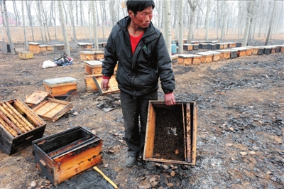 如何养好蜜蜂大全,蜜蜂养殖技术蜂王与蜜蜂区别