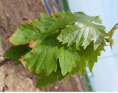 刚长出葡萄叶片发黄褐色斑点,葡萄叶片发黄可以用磷酸二氢钾吗