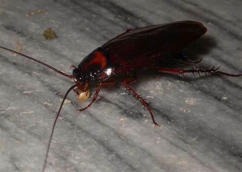 怎样才能把家里的蟑螂一锅端,家里有蟑螂怎么一锅端了