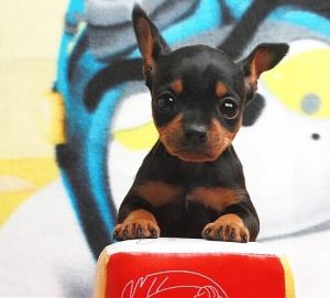 宠物狗小型犬品种排名大全及图片,性格温顺的小型犬有哪些