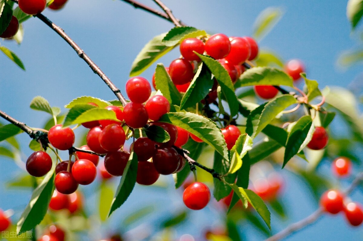 减肥中大吃大喝一顿几天恢复体重,减肥期间吃一顿欺骗餐后体重降了
