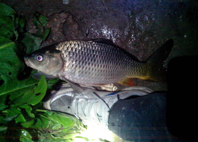 夜钓技巧小视频,夜钓技巧及方法全攻略