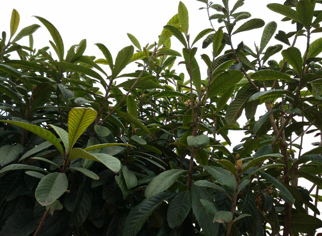 孩子咳嗽喝蜂蜜有用吗,小孩子咳嗽蜂蜜和雪梨能吃吗